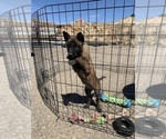 Small Photo #4 Belgian Malinois Puppy For Sale in SAN DIEGO, CA, USA