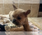 Small Photo #12 American Bullnese-French Bulldog Mix Puppy For Sale in DISCOVERY BAY, CA, USA