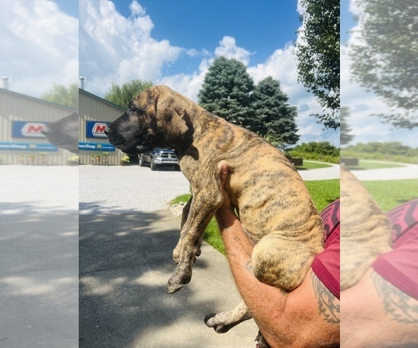 Medium Photo #1 Great Dane Puppy For Sale in DRY RIDGE, KY, USA