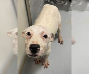 American Pit Bull Terrier Dogs for adoption in Augusta, GA, USA