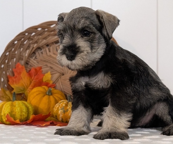 Medium Photo #5 Schnauzer (Miniature) Puppy For Sale in GOSHEN, IN, USA