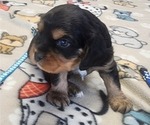 Small Photo #13 Aussalier Puppy For Sale in ATHOL, ID, USA