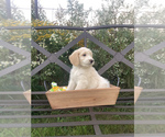 Small Photo #6 Bordoodle Puppy For Sale in HILLSBORO, WI, USA