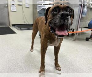 Boxer Dogs for adoption in Camarillo, CA, USA