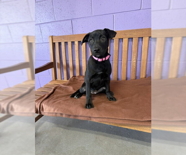 Medium Photo #4 Labrador Retriever-Unknown Mix Puppy For Sale in Genesee, WI, USA