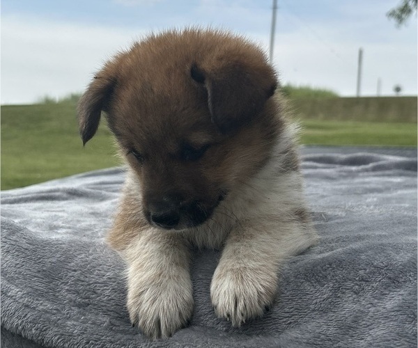 Medium Photo #10 Pembroke Welsh Corgi Puppy For Sale in DRAKESVILLE, IA, USA