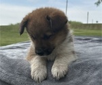 Small #3 Pembroke Welsh Corgi