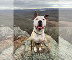 Small #3 American Bulldog-Labrador Retriever Mix