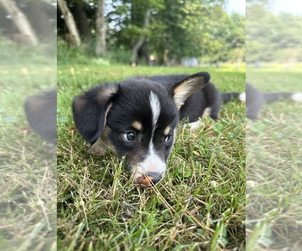 Medium Photo #78 Pembroke Welsh Corgi Puppy For Sale in PERKINSVILLE, VT, USA