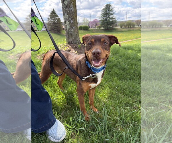 Medium Photo #4 Australian Kelpie-Miniature Pinscher Mix Puppy For Sale in Rockaway, NJ, USA