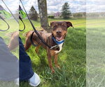 Small #3 Australian Kelpie-Miniature Pinscher Mix