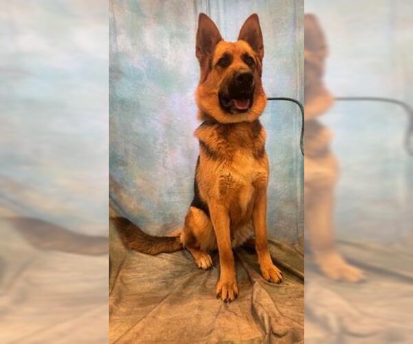 Medium Photo #2 German Shepherd Dog Puppy For Sale in Lathrop, CA, USA