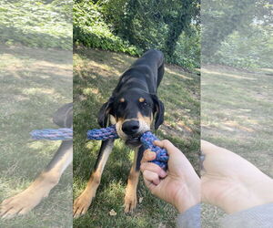 Doberman Pinscher-Unknown Mix Dogs for adoption in Davis, CA, USA