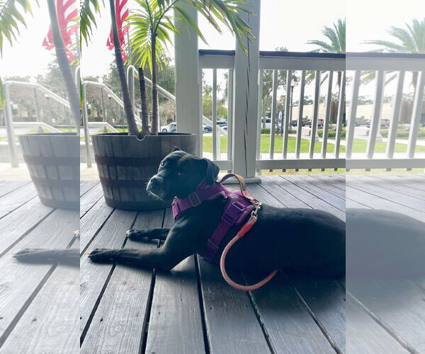 Medium Photo #2 Boxer-Unknown Mix Puppy For Sale in Sanford, FL, USA