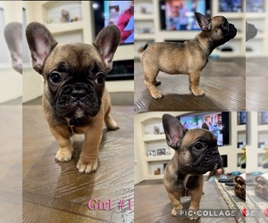 French Bulldog Puppy for sale in BAYTOWN, TX, USA