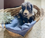 Small #3 Bernedoodle