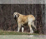Small Photo #18 Spanish Mastiff Puppy For Sale in DRYDEN, VA, USA