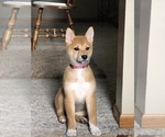 Small Photo #1 Shiba Inu Puppy For Sale in NEW ULM, MN, USA