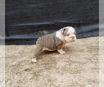 Small Photo #4 Bulldog Puppy For Sale in LAS VEGAS, NV, USA