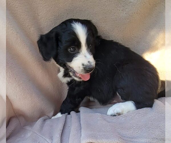 Medium Photo #15 Aussiedoodle Puppy For Sale in CONWAY, SC, USA