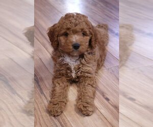 Goldendoodle (Miniature) Puppy for sale in ASHBY, MN, USA