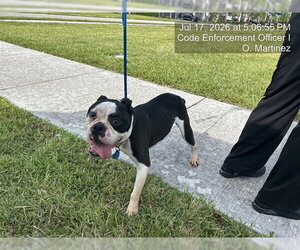Bulldog Dogs for adoption in Naples, FL, USA