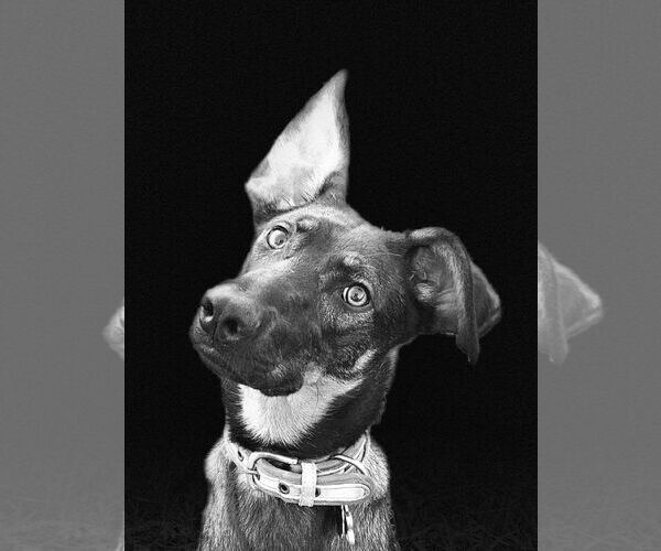 Medium Photo #2 Doberman Pinscher-German Shepherd Dog Mix Puppy For Sale in Roxboro, NC, USA
