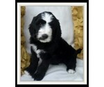 Small Photo #2 Sheepadoodle Puppy For Sale in RIALTO, CA, USA
