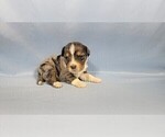 Small Photo #14 Bernedoodle (Miniature) Puppy For Sale in BLACK FOREST, CO, USA