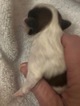 Small Photo #49 Shih Tzu Puppy For Sale in AVONDALE-GOODYEAR, AZ, USA