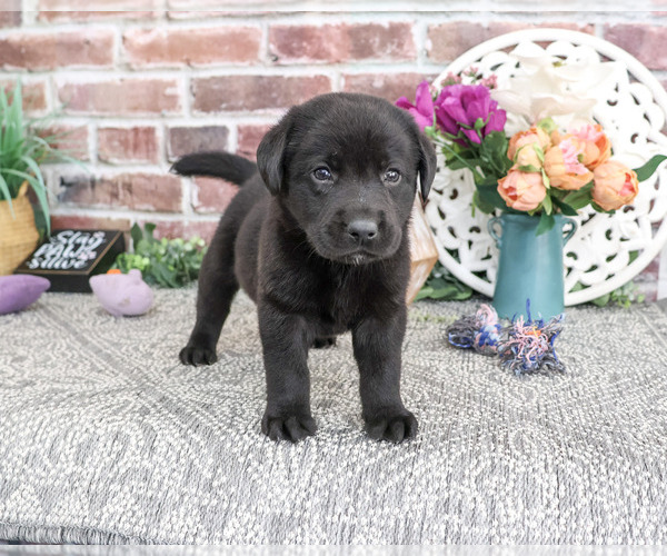 Medium Photo #5 Labrador Retriever Puppy For Sale in SYRACUSE, IN, USA