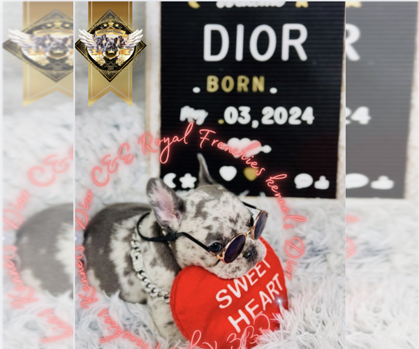 Medium Photo #1 French Bulldog Puppy For Sale in ATHENS, GA, USA