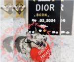 Image preview for Ad Listing. Nickname: Dior