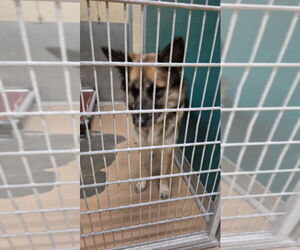 Shollie Dogs for adoption in Texas City, TX, USA