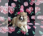 Small Photo #5 Shetland Sheepdog-Unknown Mix Puppy For Sale in PEACH BOTTOM, PA, USA