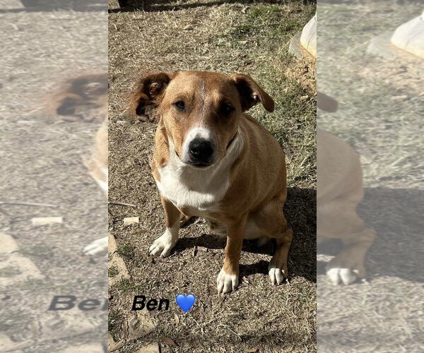 Medium Photo #1 Mountain Cur-Unknown Mix Puppy For Sale in Oakhurst, NJ, USA