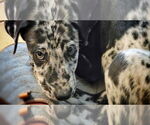Small #3 German Shepherd Dog-Great Dane Mix
