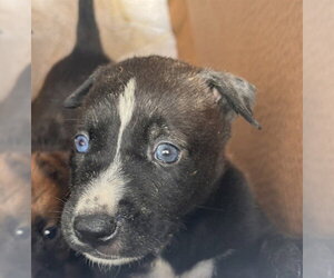 Mutt Dogs for adoption in Houston, TX, USA