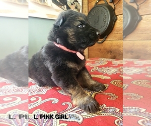 German Shepherd Dog Puppy for sale in CARLISLE, KY, USA