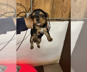 Yorkshire Terrier Puppy for Sale in WHITE OAK, Georgia USA