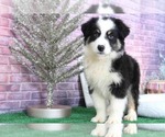 Small Photo #4 Miniature Australian Shepherd Puppy For Sale in BEL AIR, MD, USA