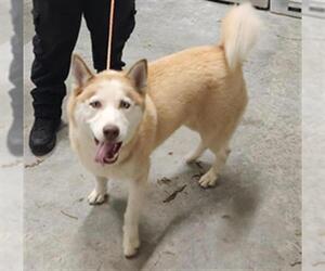 - Mix Dogs for adoption in Temple, TX, USA
