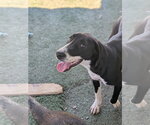 Small Photo #8 Labrador Retriever-Unknown Mix Puppy For Sale in garner, NC, USA