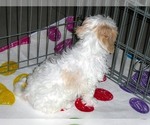 Small Photo #4 Cavachon Puppy For Sale in ORO VALLEY, AZ, USA