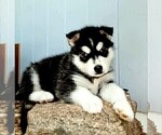 Puppy 1 Alaskan Malamute