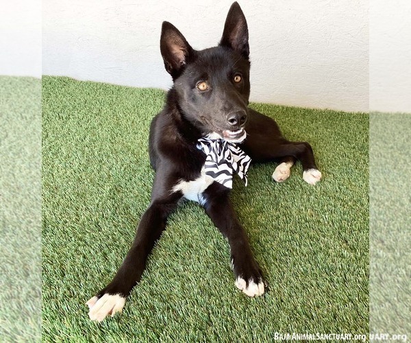 Medium Photo #2 Mutt Puppy For Sale in San Diego, CA, USA