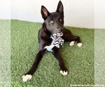 Small #1 Mutt