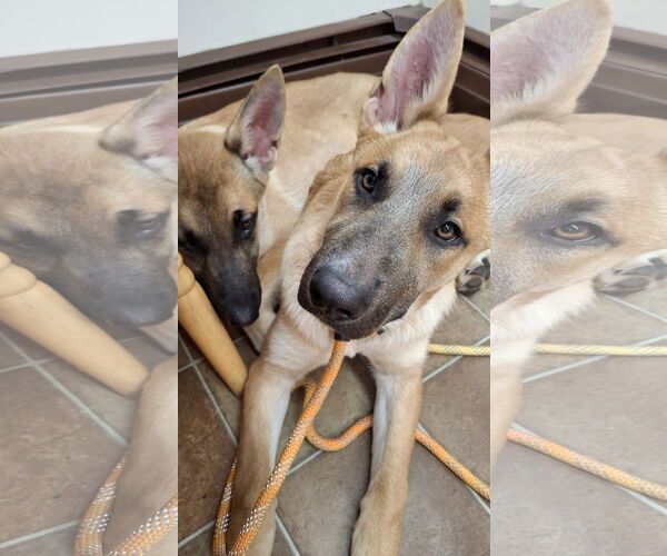 Medium Photo #7 German Shepherd Dog-Unknown Mix Puppy For Sale in Sebec, ME, USA