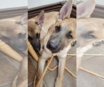 Small #6 German Shepherd Dog Mix