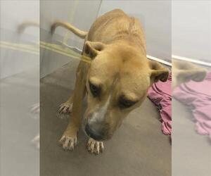 American Pit Bull Terrier-Unknown Mix Dogs for adoption in Mobile, AL, USA